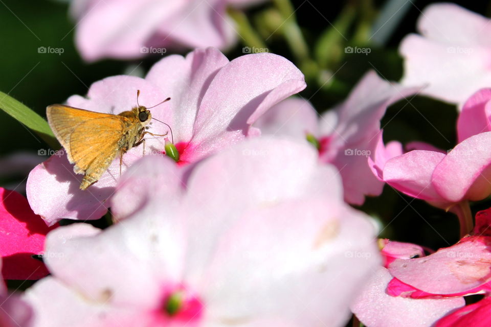Moth sucking nectar of an impatient flower