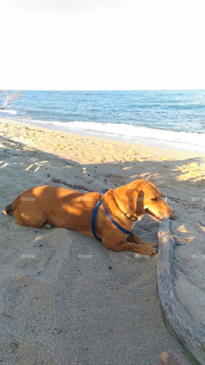 Brik out for a spring walk on the beach! 