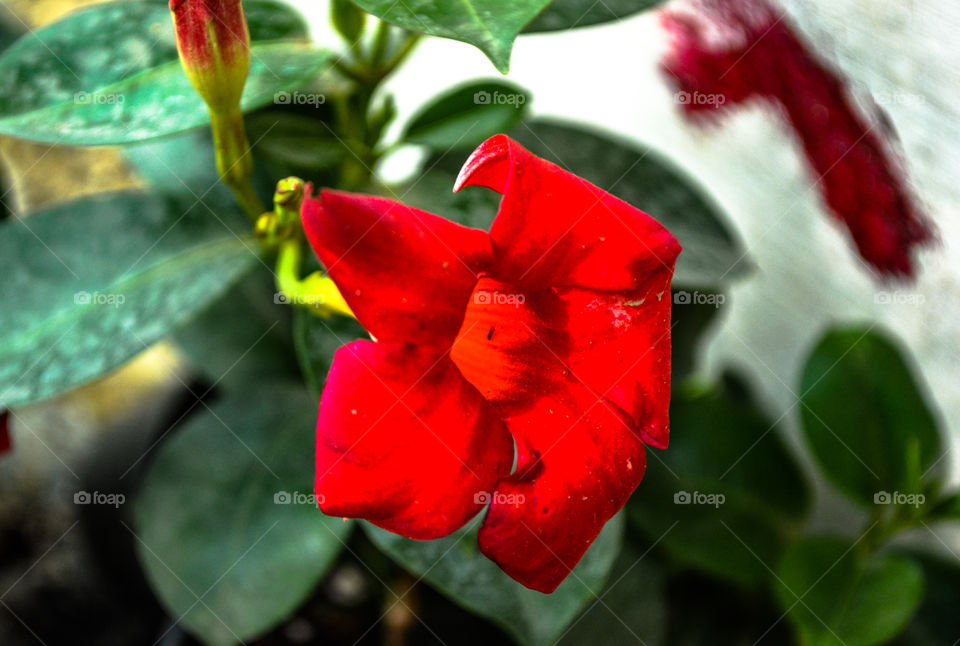 Red Flower