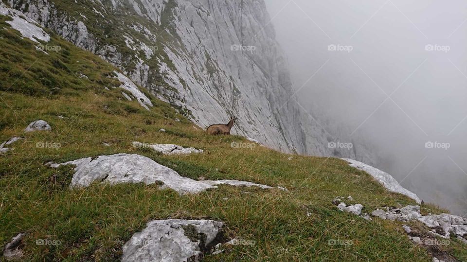 Capricorn in the mountain