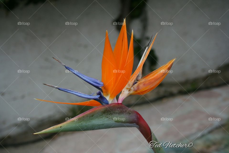 Bird flower