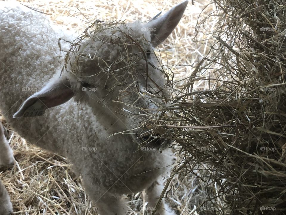 Sheep eating some hay