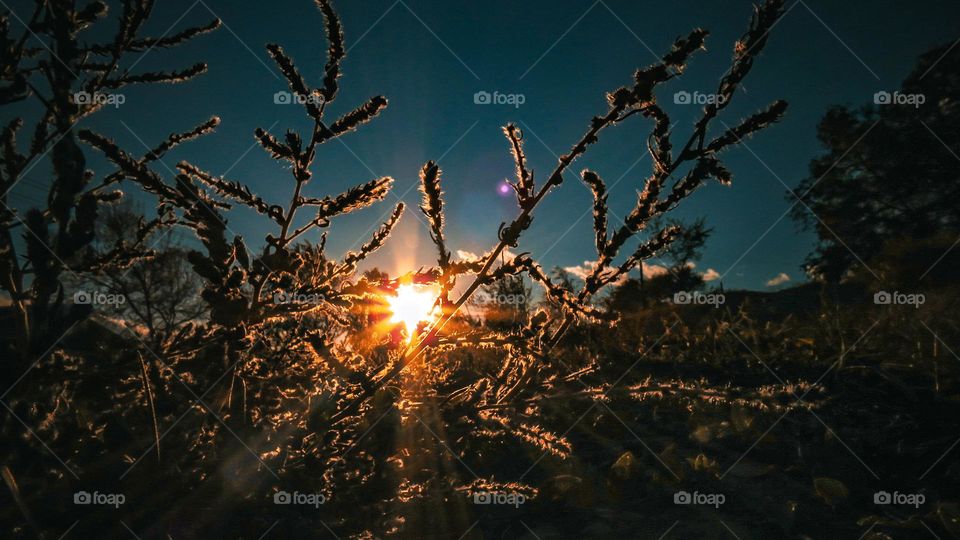 Sun shining through wheat