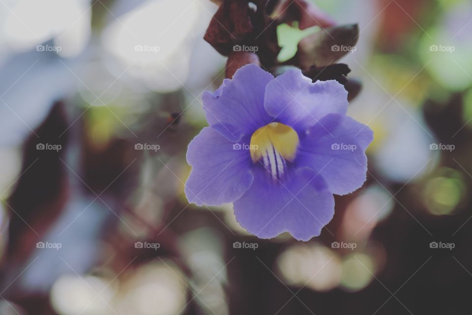 Purple flower and blur
