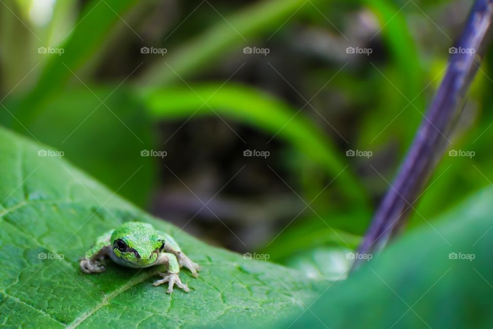 Frog on leaf