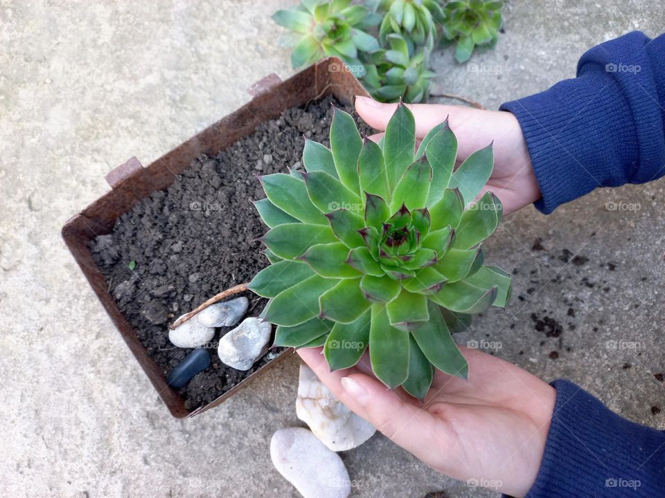 planting a succulent plant.