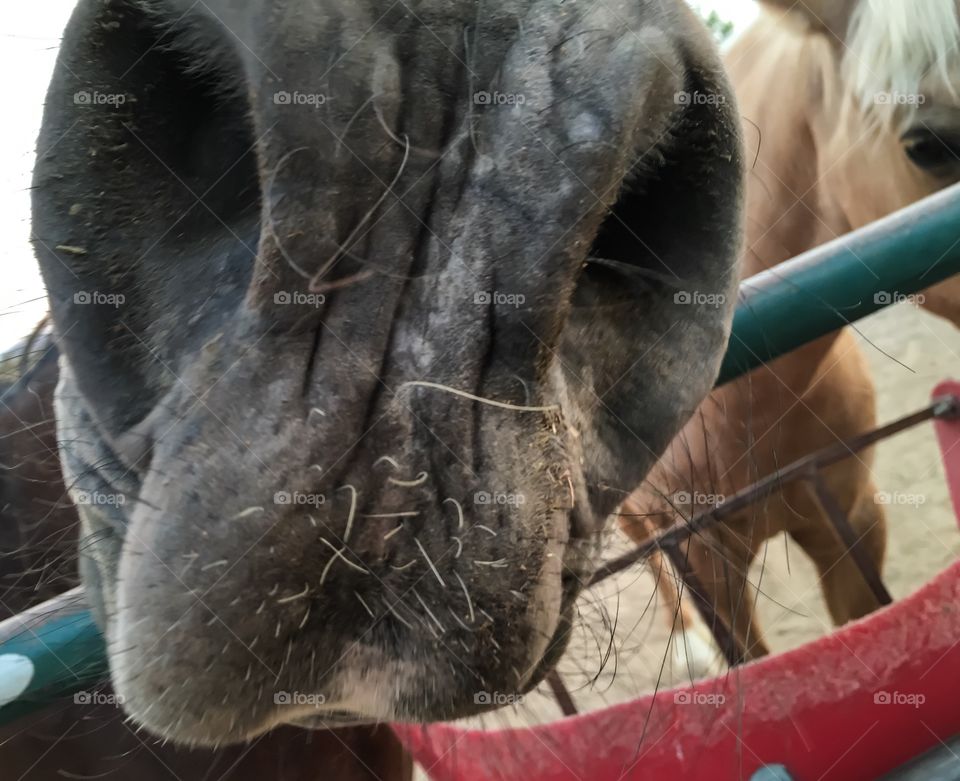 Closeup curious horse 