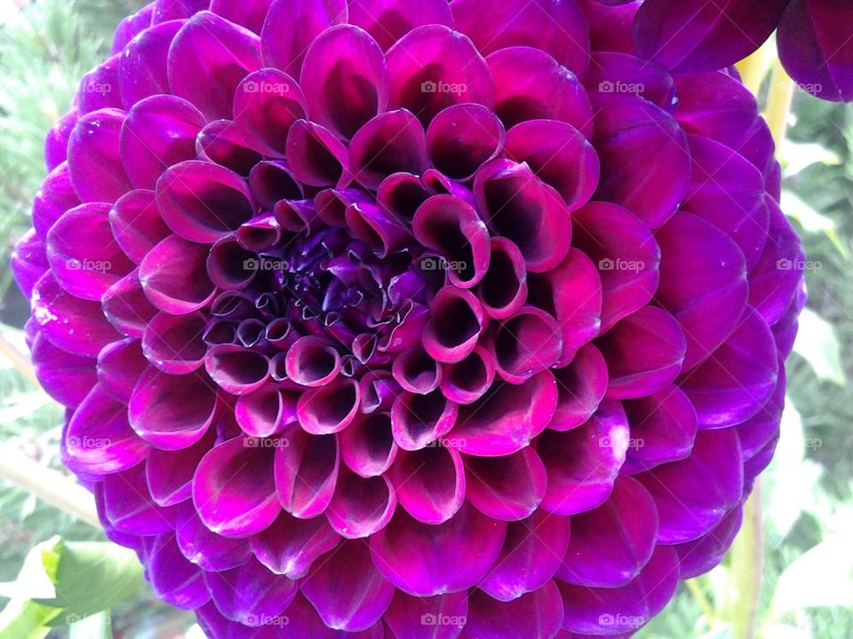 purple flower