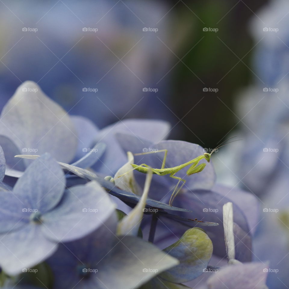 Green praying mantis perched on blue hydrangea blossoms in beautiful pastel colours