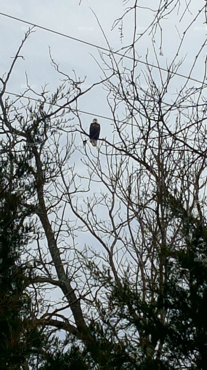 Bald Eagle, Osage River