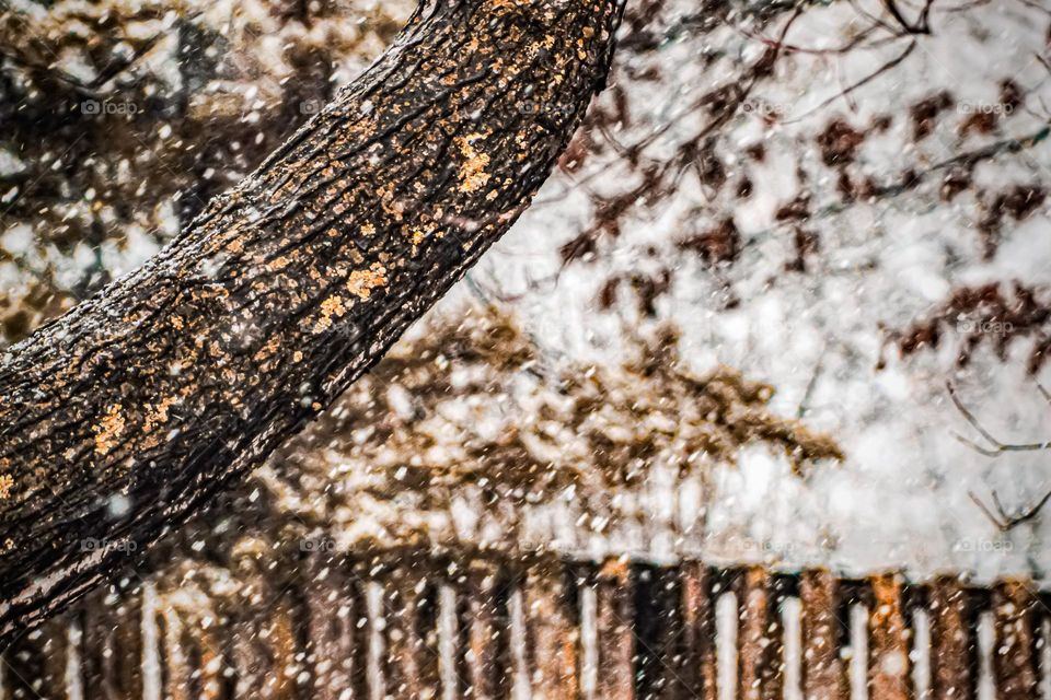 Snow falling in a backyard with a tree  limb and fence featured. 