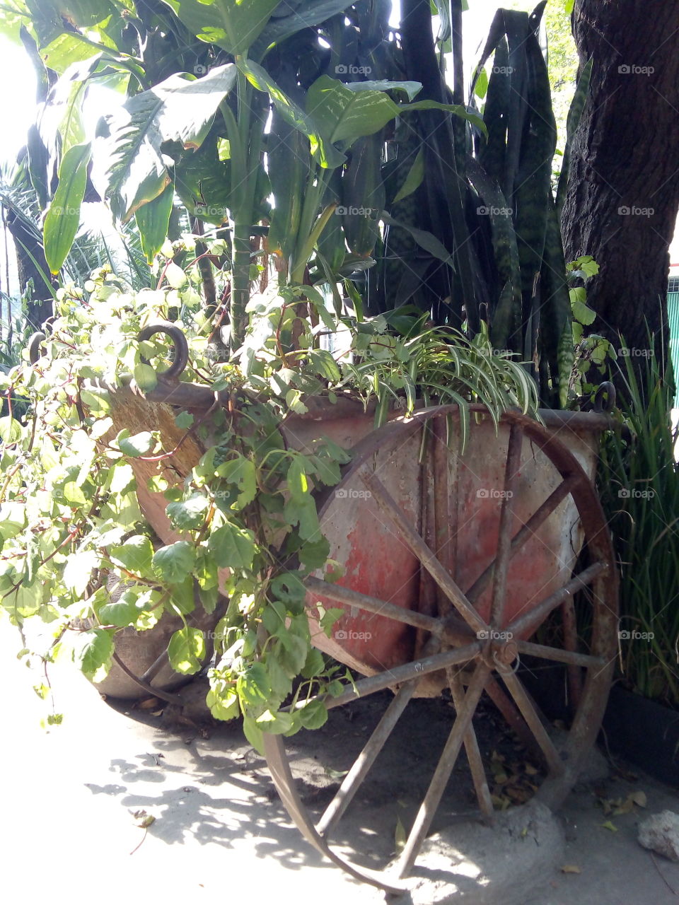 carretilla antigua de madera utilizada como macetero en la banqueta, en una de las colonias de la ciudad. con plantas en crecimiento.