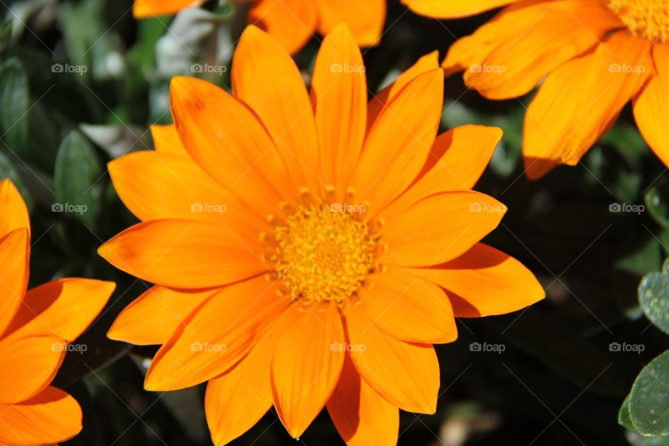 Orange Gerbera
