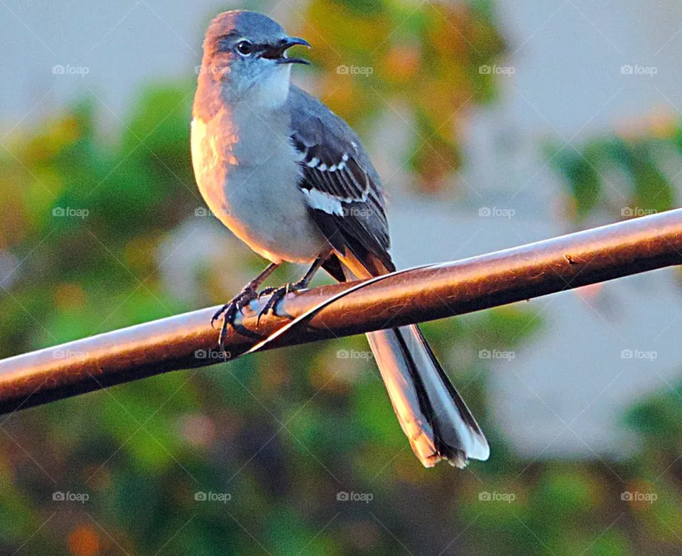 Mockingbird