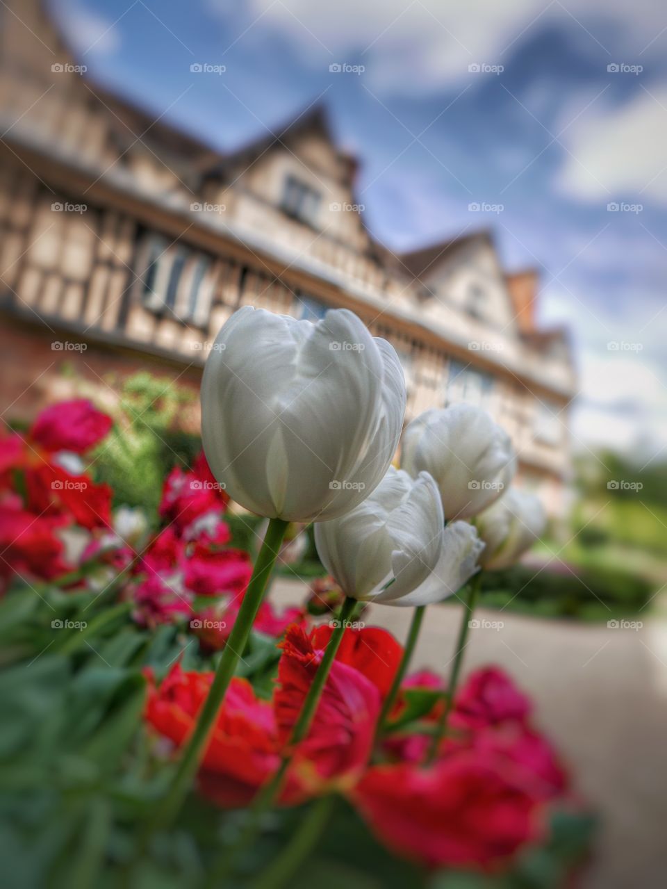 Tulips. Stately home