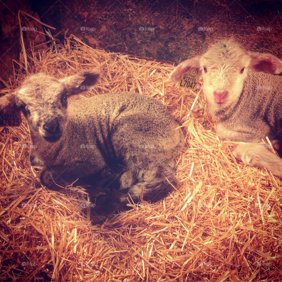 Newborn lambs under a heating lamp