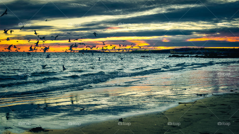 Birds at Salthill beach