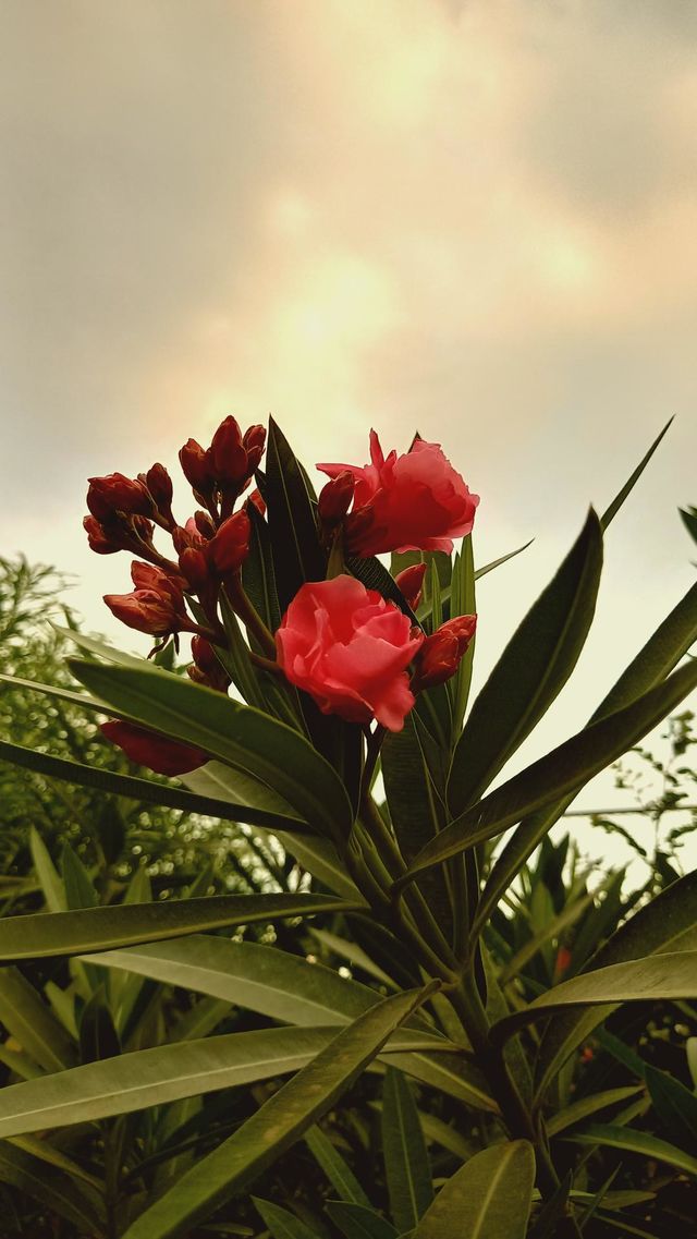 If words are not enough, the flower can speak your heart bigger and strengthen your bond with the person you love.Flowers are the perfect gift for that special someone in your life because they strengthen the bond between two people.