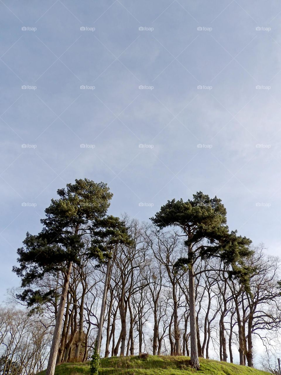 Example of hill with trees from low angle with classic sky