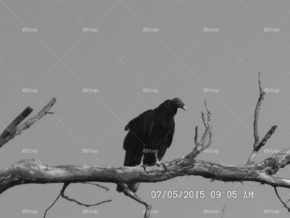 waiting for some lunch. This vulture was posted up ⬆ on this branch 🌿 by the highway waiting for some roadkill