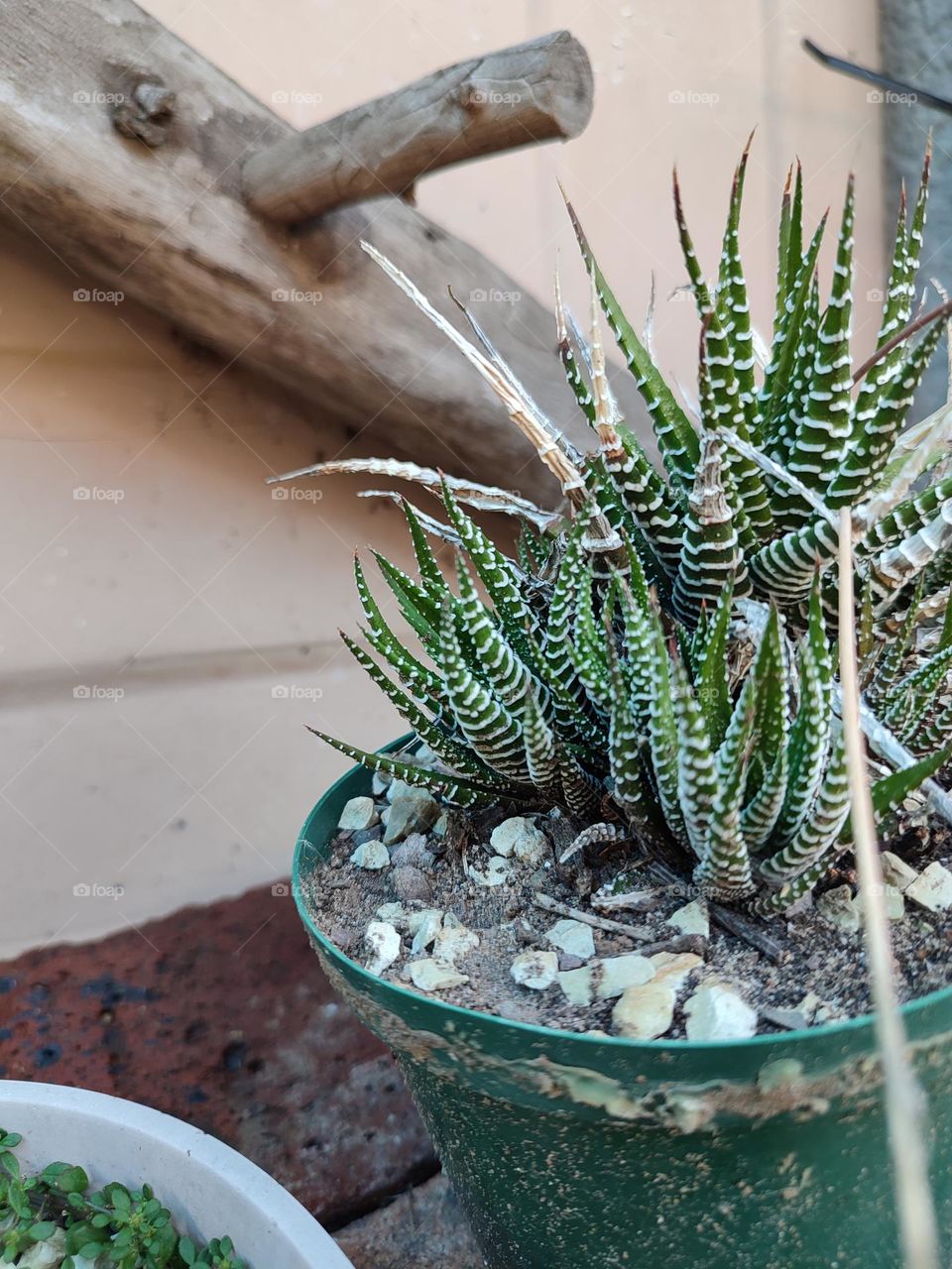 Fasciated haworthia