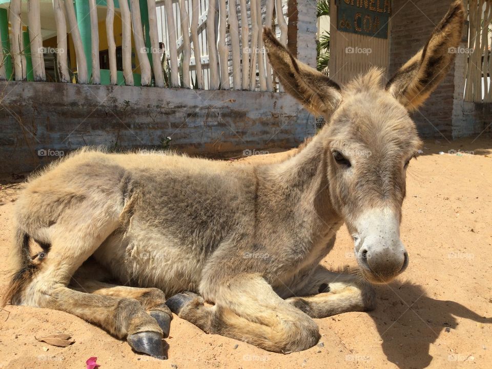 Little donkey sitting in the sand in the street 