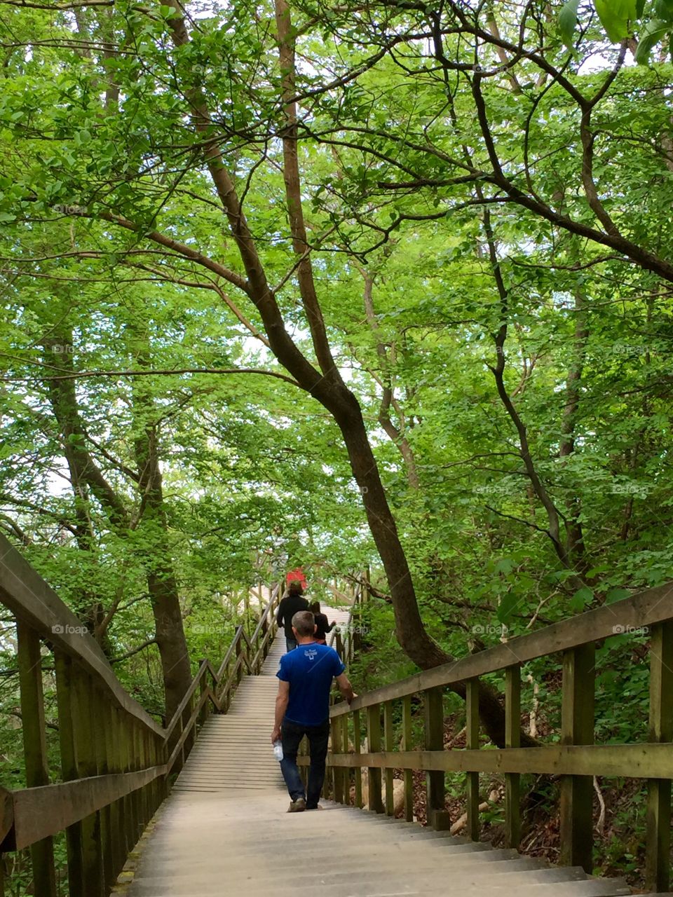 Møns klint