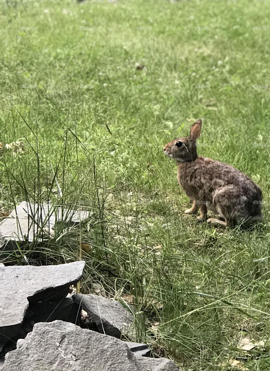 Urban Jackrabbit 