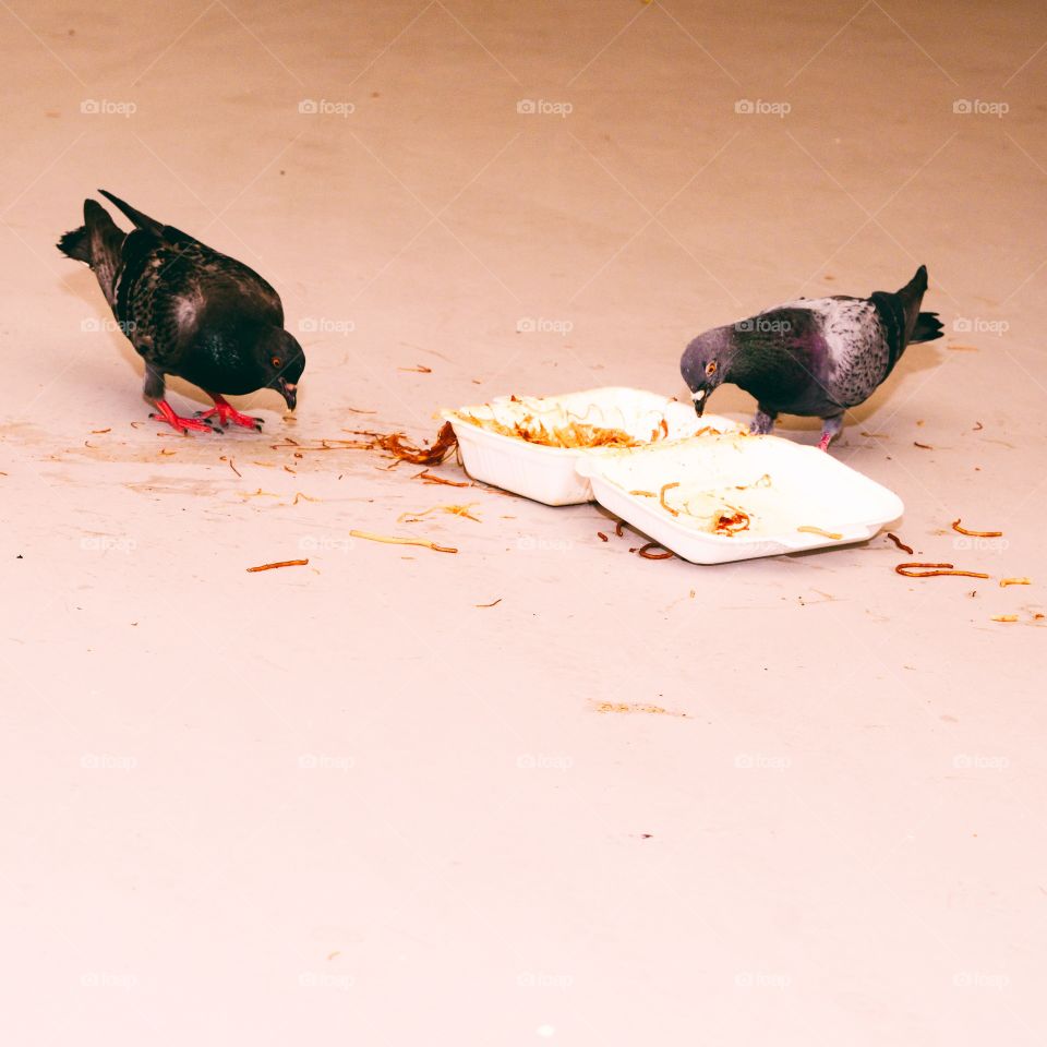 Pigeons sharing take away