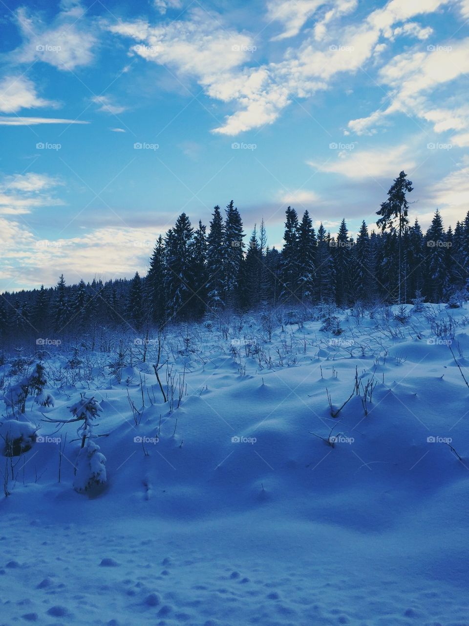 Norwegian winter #2
