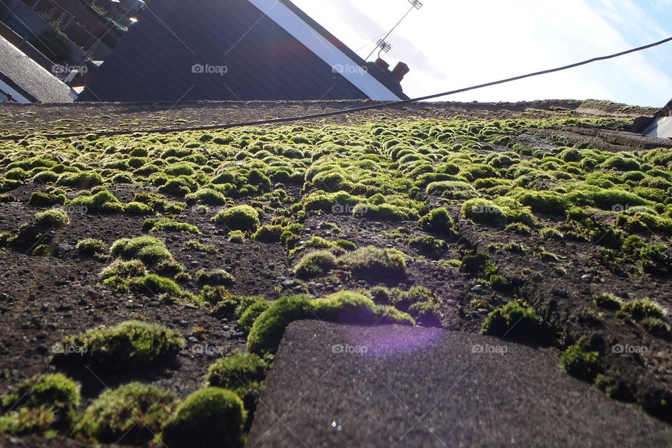 Green roof 