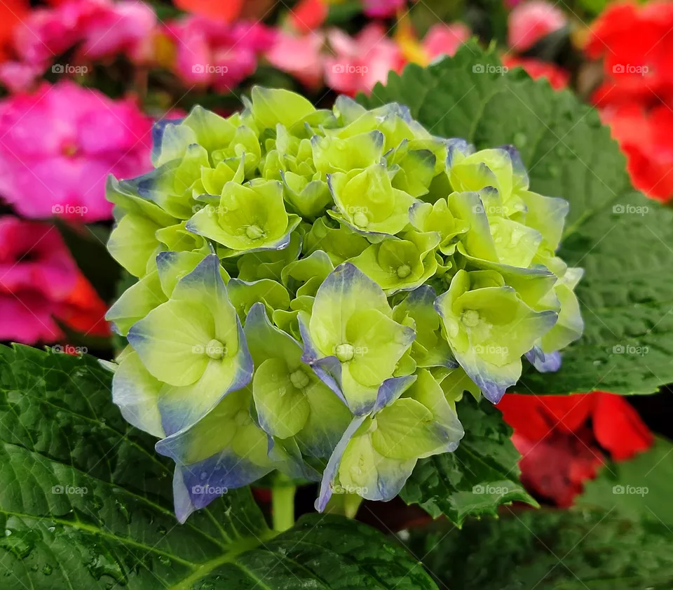 green flowers