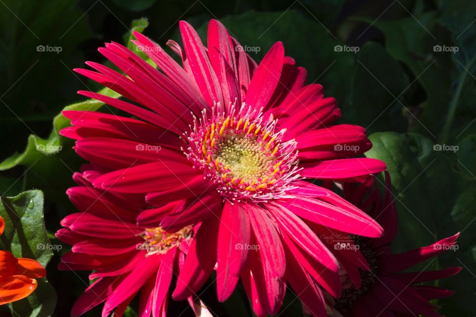 Pink daisy gerbera