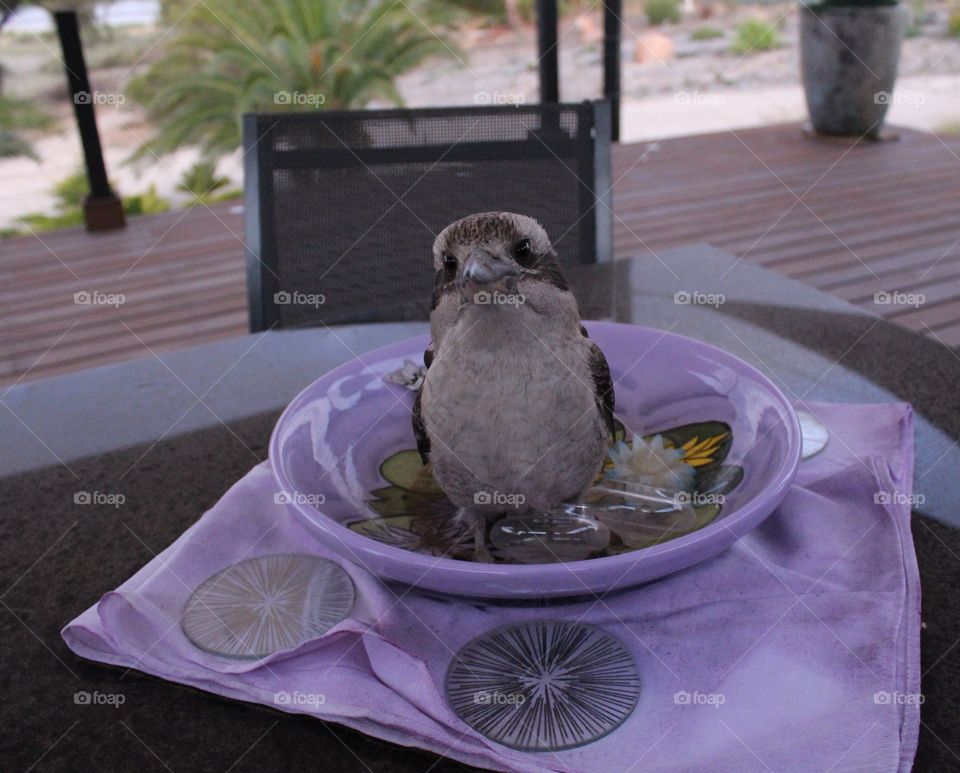 Cheeky local kookaburra sitting in a bowl