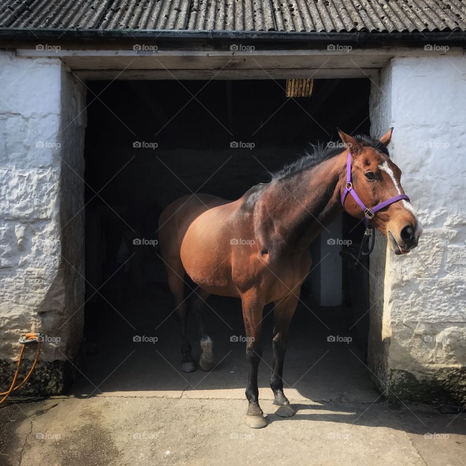 Horse at stable door. 