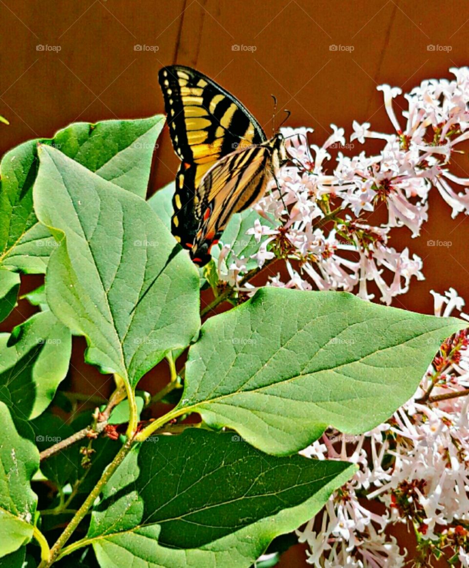 Beautiful Monarch Butterfly!