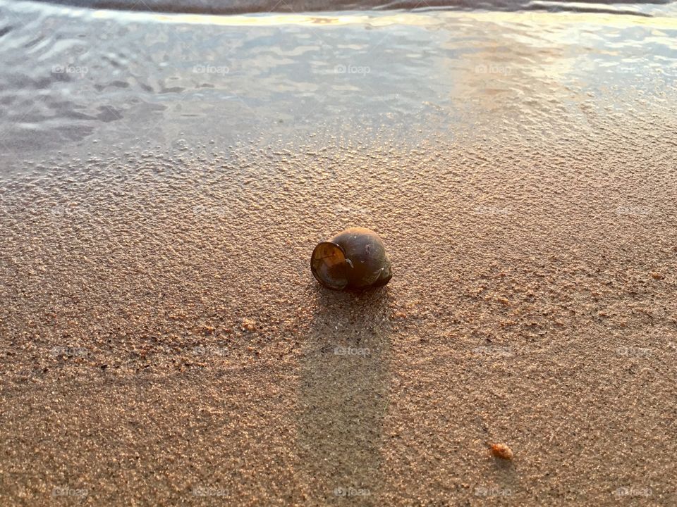 Shell on sand 