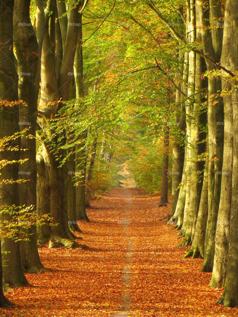 Beeches. Fall beauty : a little gnome just crossed the pathway, but I was a split second too late:)