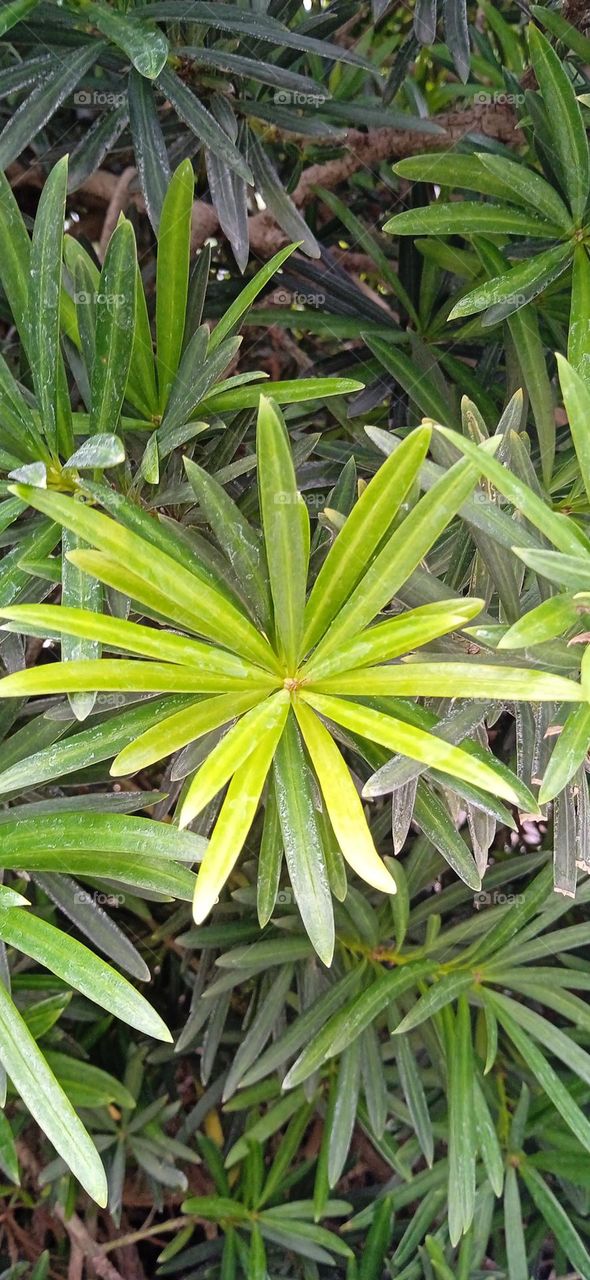 spruce leaf, garden tree, star leaf