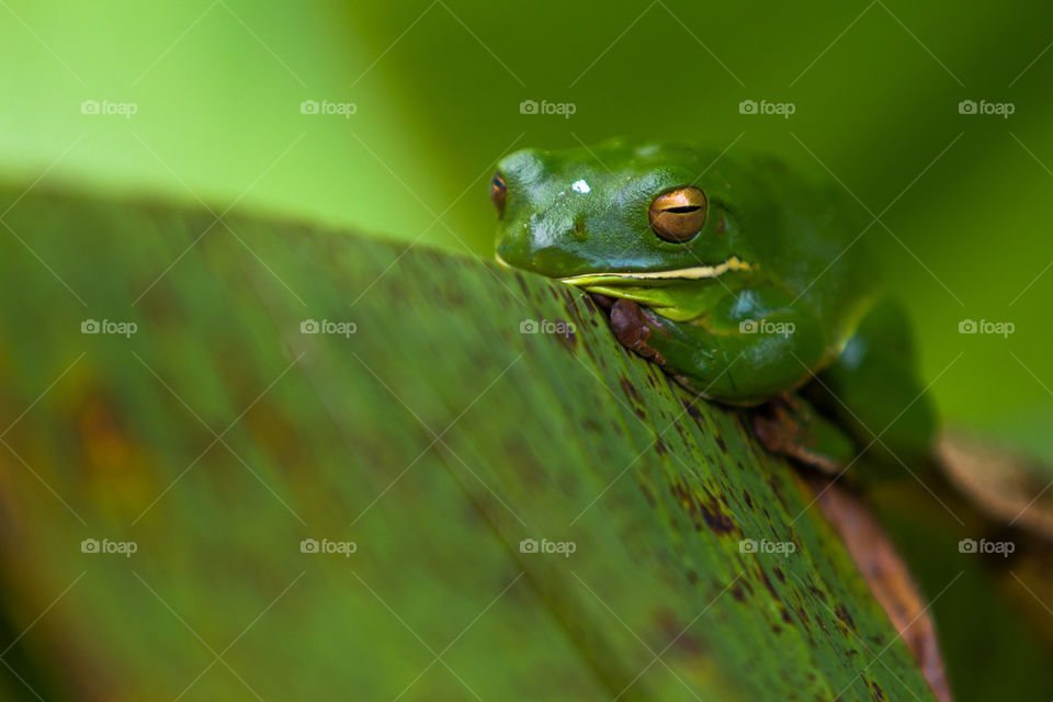 Green frog sleep on banana leaf