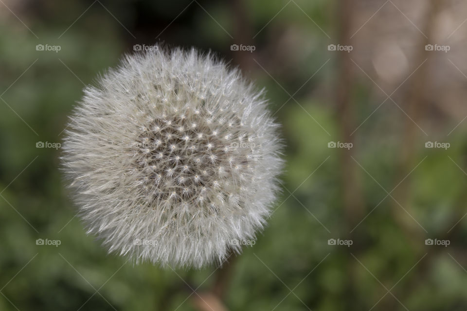 Dandelion