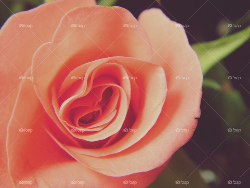 heart in rose
