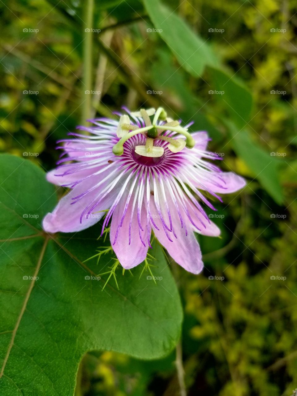 Close-up of passion flower.