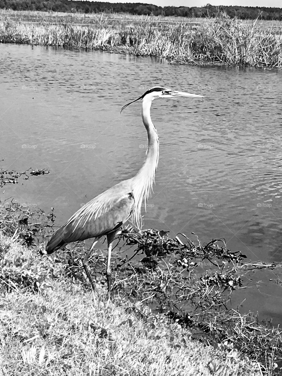 Heron posing in the wind at Lake Apopka Nature Drive in Florida 