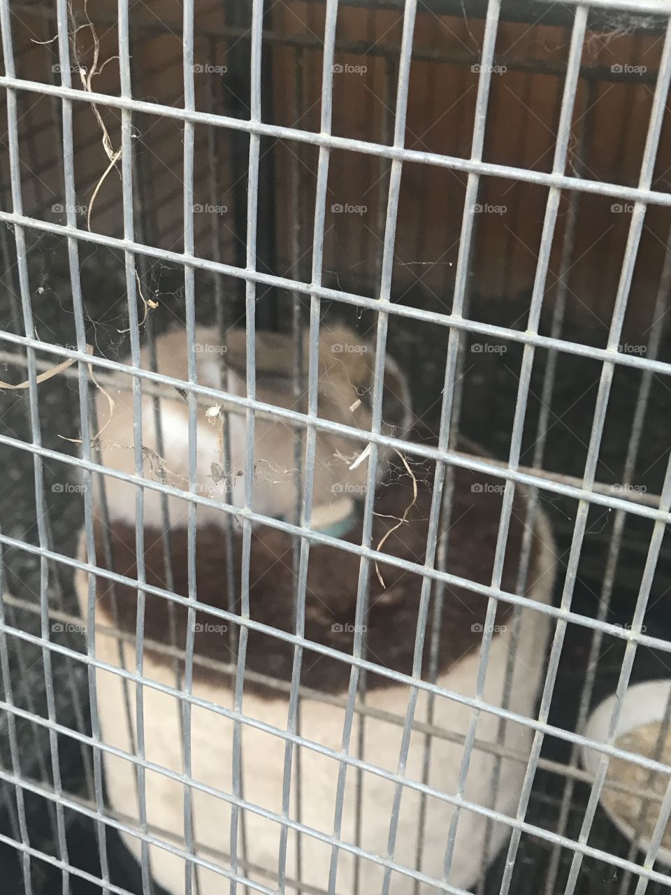 Голицыно женский монастырь 