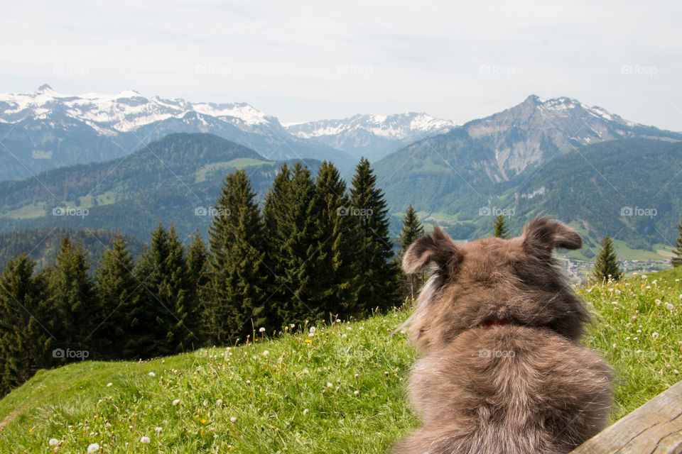 Sadie on the mountain