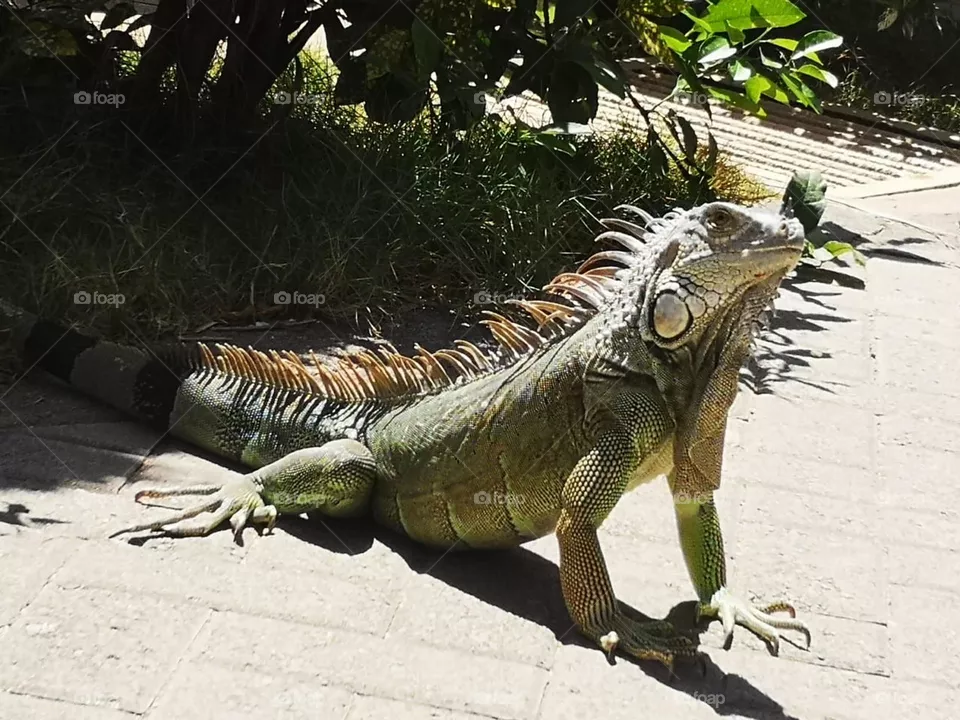 Hermosa Iguana en playa Manzanillo Limón Costa Rica Centroamérica propiedad de Osvin patentada