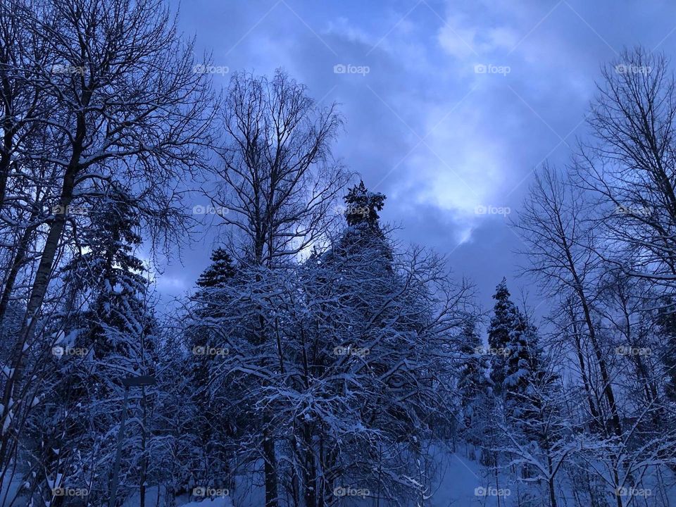 Snowy morning landscape, beautiful blue moment in the morning