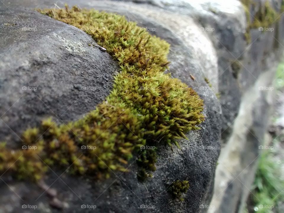 Macro moss on stone