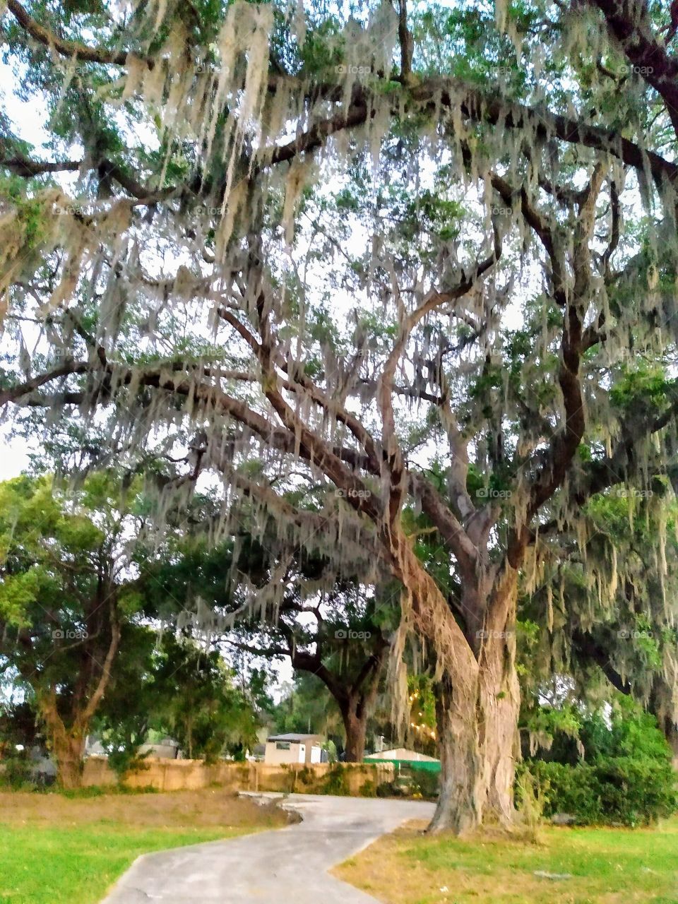 Spanish Moss